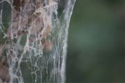 Net Crystal 