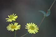 Yellow In Light 