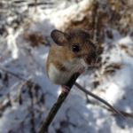 Curious Mouse