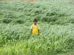 Green Grasslands