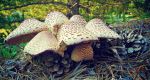 Mushrooms