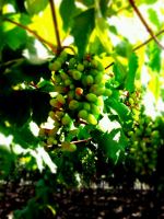 The Green Fruit