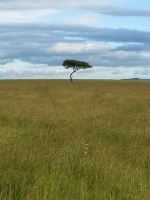 Lonely Tree