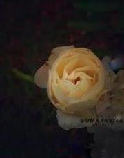 White Rose ??