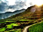Rice Terraces