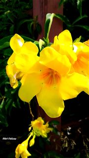 Yellow Bell