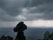 A Tree Facing A Storm