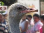 Angry Bird