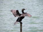 Bird Balancing