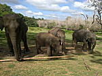 Elephant World