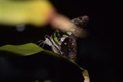 Midnight Butterfly
