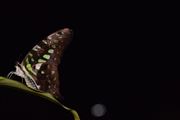 Midnight Butterfly