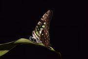 Midnight Butterfly