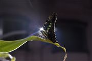 Midnight Butterfly