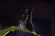 Midnight Butterfly