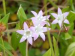 Blooms