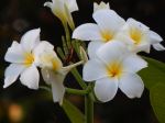 Frangipangi Flowers