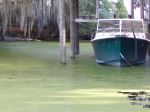 Green Carpet