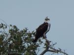 Osprey Keeping Watch