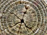 Tree Rings
