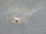 Turtle Ambush
