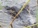 Gator Stealth