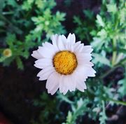 Flower In Spring