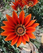 Pretty Flower
