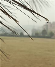 Rain Drops