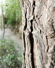 Treeclicks