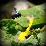 Bee Optimistic In Life