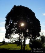 Silhoutte