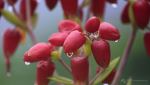 Dew Drop
