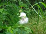 Flower Rockets