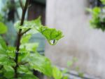 Water Drop