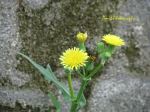 Yellow Flower
