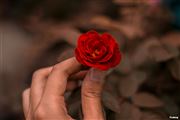Delicate Red Rose