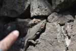 Lizard