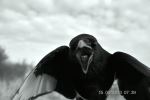 Magpie