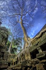Old Tree