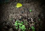Freshness In Green And Yellow
