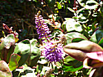Purple Passion