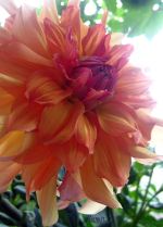 Dalia Summer Flower