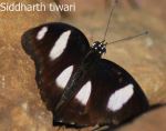 Black Butterfly
