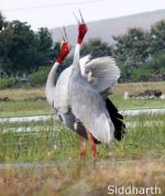Cranes Callling