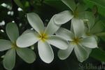 Natural White 