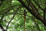 Paradise Flycatcher