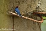 Wiretail Swallow