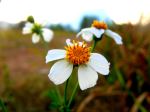 Last Flower Of The Himalayas