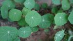 Greenary
